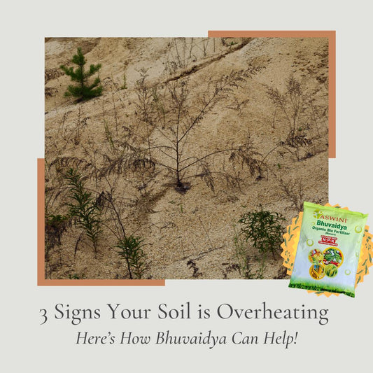 3 Warning Signs Your Soil is Overheating (And How To Fix It Naturally)