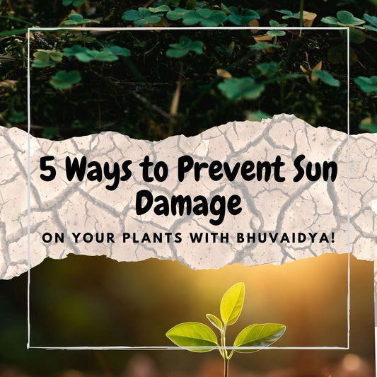 5 Smart Ways to Prevent Sun Damage on Your Plants with Bhuvaidya
