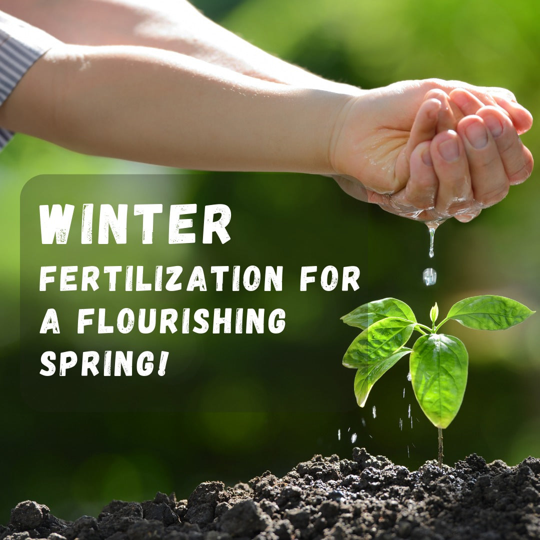 Winter Fertilization: Your Secret to a Flourishing Spring Garden