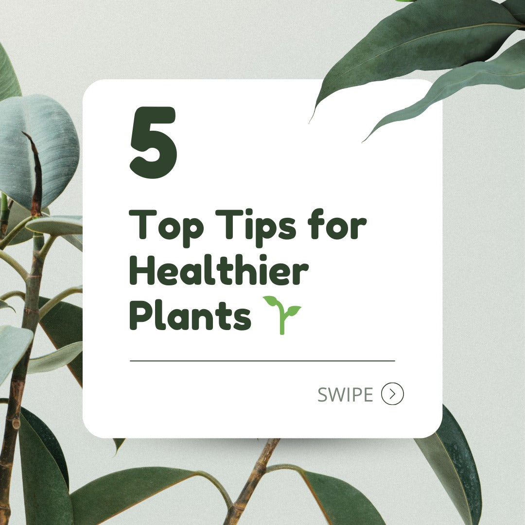 5 Essential Tips for Healthier Plants: A Complete Guide