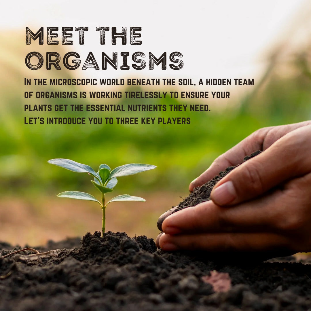 Meet the Microscopic Heroes of Your Garden: Essential Soil Organisms