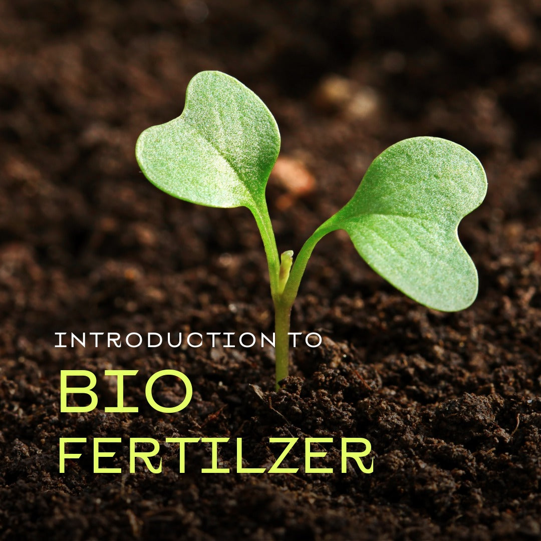 Understanding Bio Fertilizers: Nature's Solution for Sustainable Plant Growth