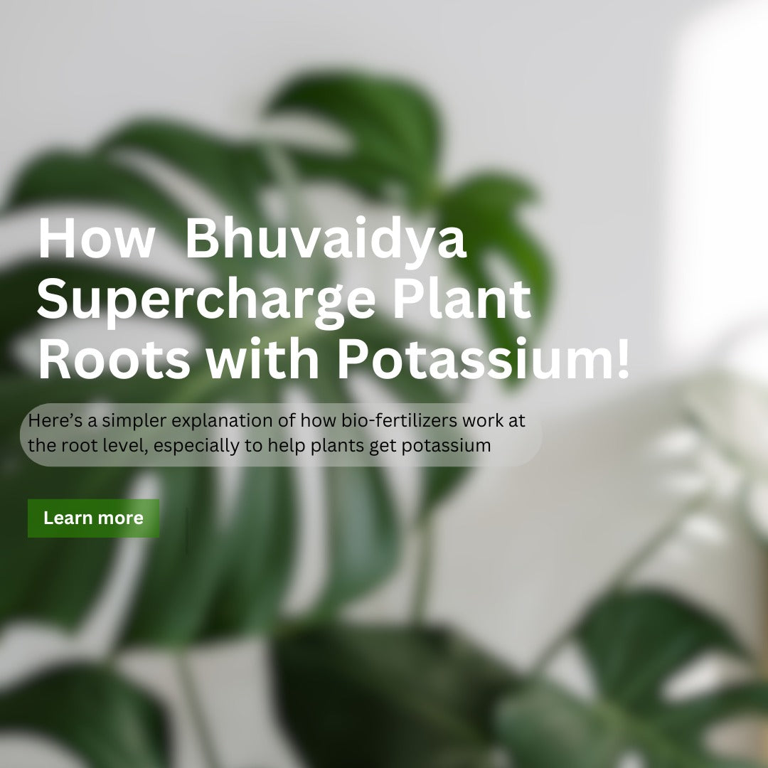 How Bhuvaidya Supercharges Plant Roots with Potassium: The Key to Stronger, Healthier Plants