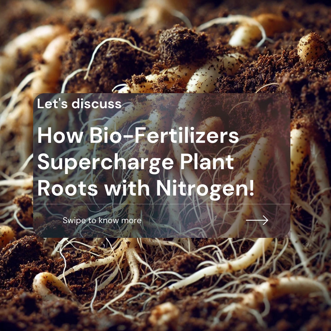 How Bio-Fertilizers Supercharge Plant Roots with Nitrogen: Nature's Own Solution