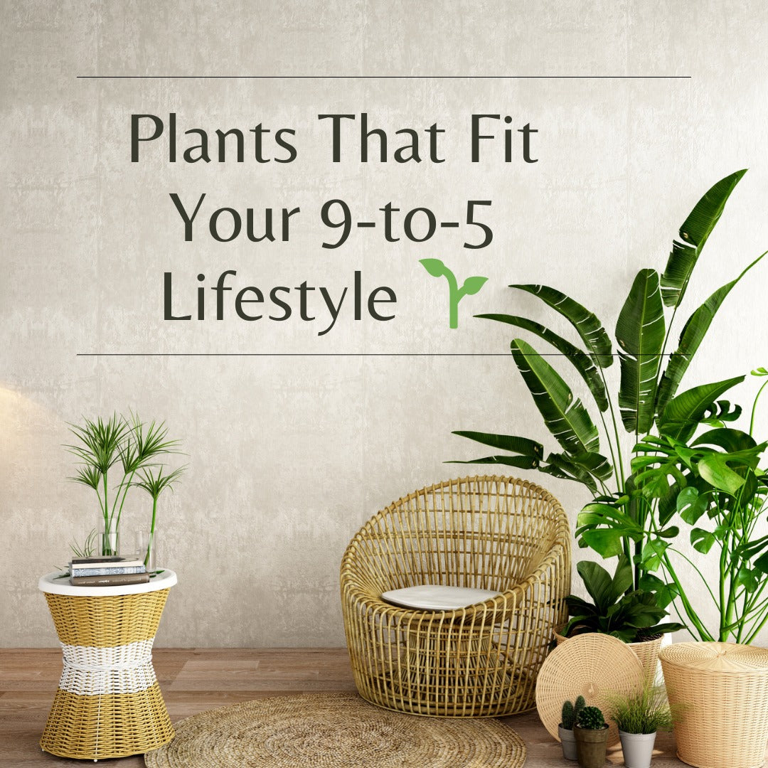 Perfect Plants for Your 9-to-5 Lifestyle: A Guide to Low-Maintenance Indoor Greenery