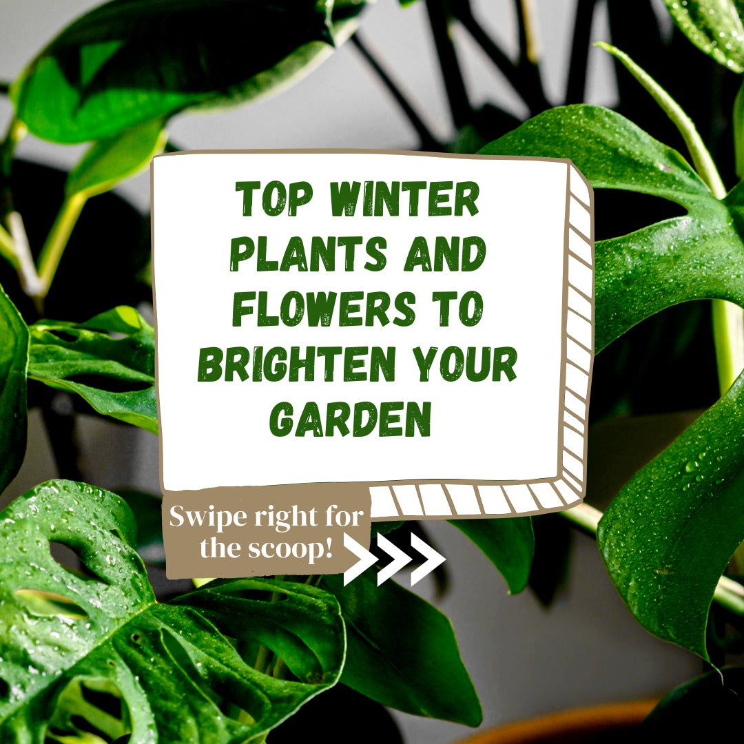 Winter Garden Glory: A Guide to Growing Vibrant Plants and Flowers in the Cold Season