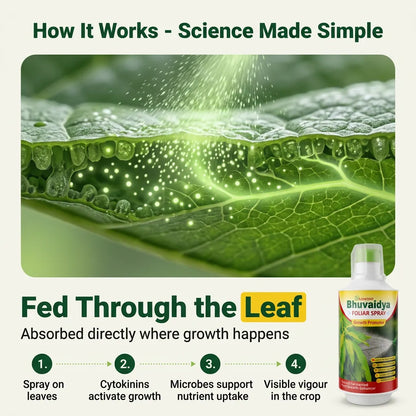Aswini Bhuvaidya Foliar Spray - 1 Litre